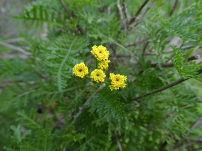 Gonospermum fruticosum, photographed by gwynmwilliams