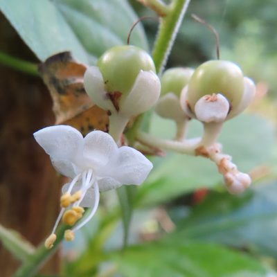 Pollia japonica, photographed by Timur Kalininsky