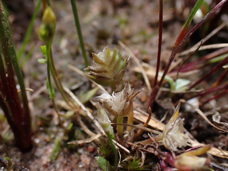 Aphelia pumilio, photographed by Nina Kerr