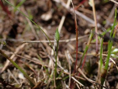 Centrolepis strigosa, photographed by Nina Kerr