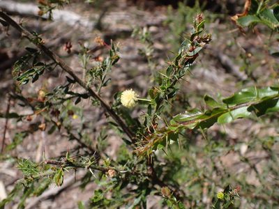 Acacia paradoxa, photographed by Nina Kerr