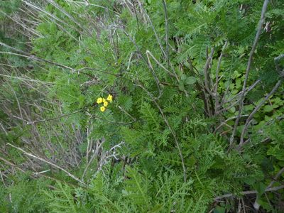 Gonospermum fruticosum, photographed by gwynmwilliams