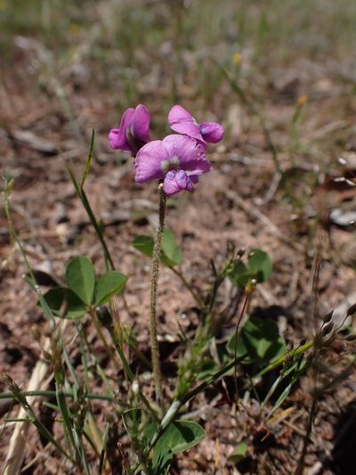 Glycine latrobeana, photographed by Nina Kerr