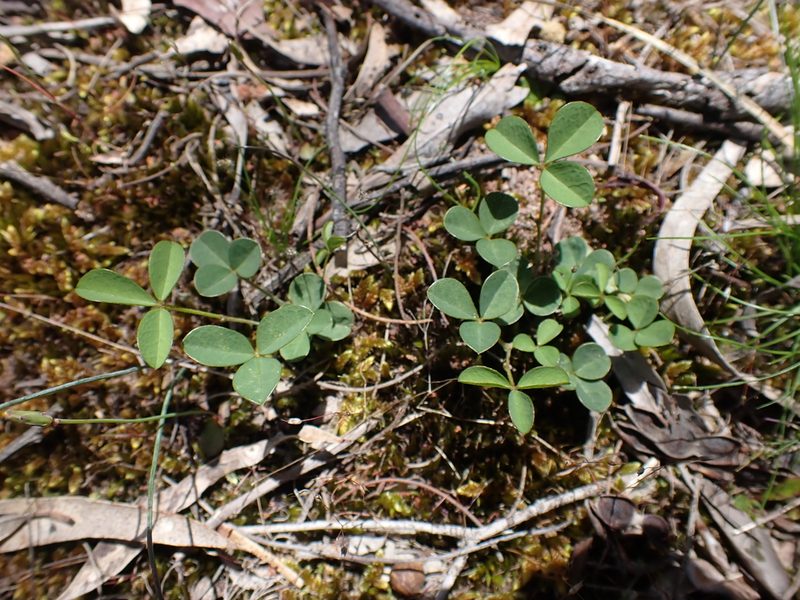 Glycine latrobeana, photographed by Nina Kerr