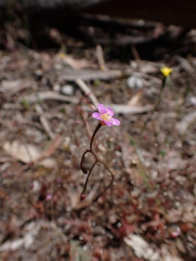 Calandrinia eremaea, photographed by Nina Kerr