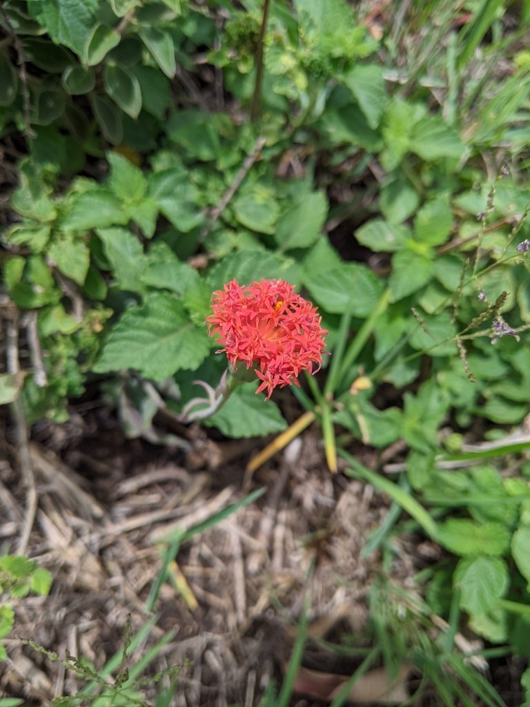 Kleinia stapeliiformis, photographed by Elliot Kulakow
