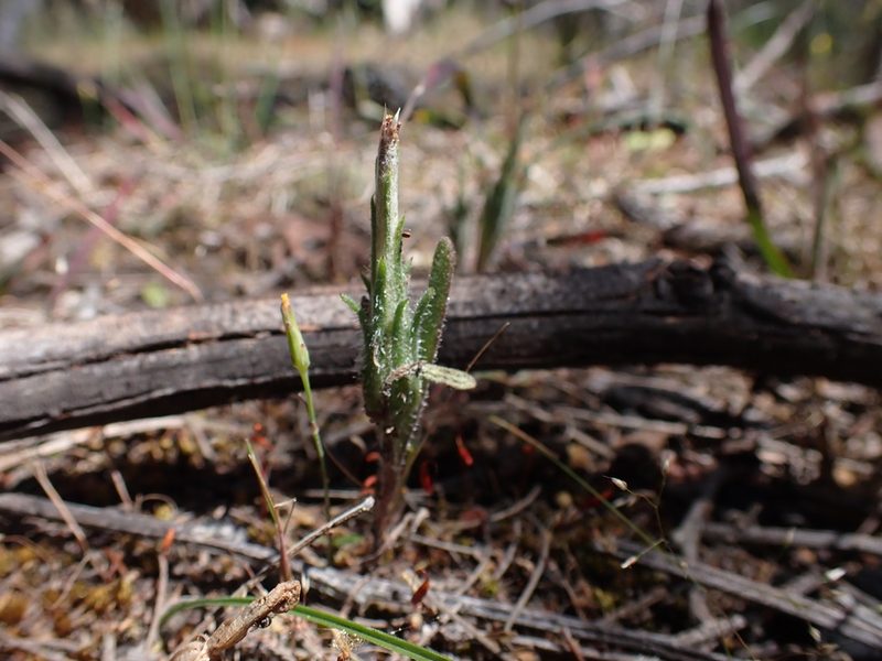 Podotheca angustifolia, photographed by Nina Kerr