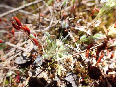 Centrolepis strigosa, photographed by Nina Kerr