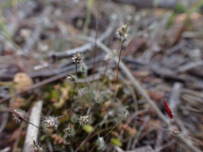 Centrolepis strigosa, photographed by Nina Kerr