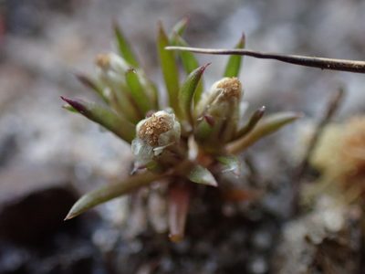 Hyalosperma demissum, photographed by Nina Kerr