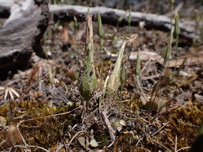 Podotheca angustifolia, photographed by Nina Kerr