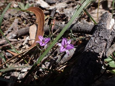 Thysanotus patersonii, photographed by Nina Kerr