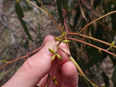 Eucalyptus viminalis, photographed by Nina Kerr
