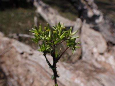 Senecio picridioides, photographed by Nina Kerr