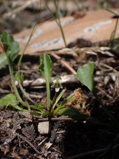 Viola cleistogamoides, photographed by Nina Kerr