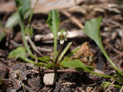Viola cleistogamoides, photographed by Nina Kerr