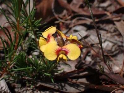 Dillwynia glaberrima, photographed by Nina Kerr
