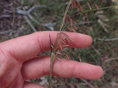 Ehrharta calycina, photographed by Nina Kerr