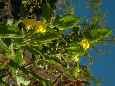 Hemichaena fruticosa, photographed by Neptalí Ramírez Marcial