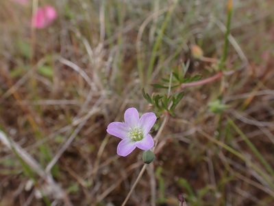 Geranium retrorsum, photographed by Nina Kerr