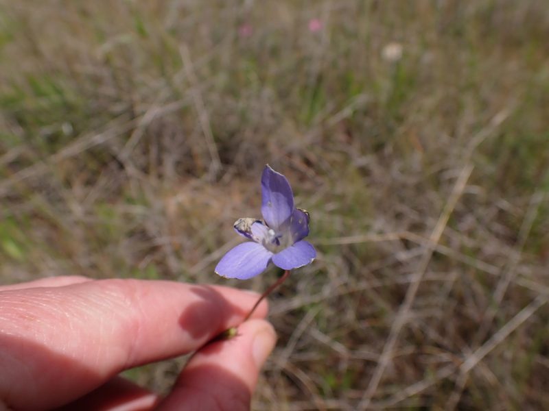 Wahlenbergia luteola, photographed by Nina Kerr