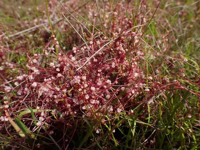 Cuscuta planiflora, photographed by Nina Kerr