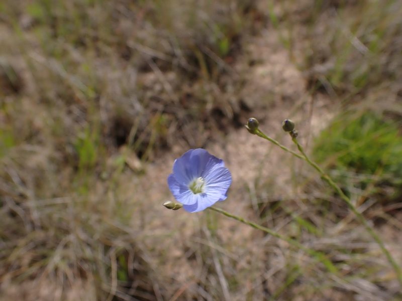 Linum marginale, photographed by Nina Kerr
