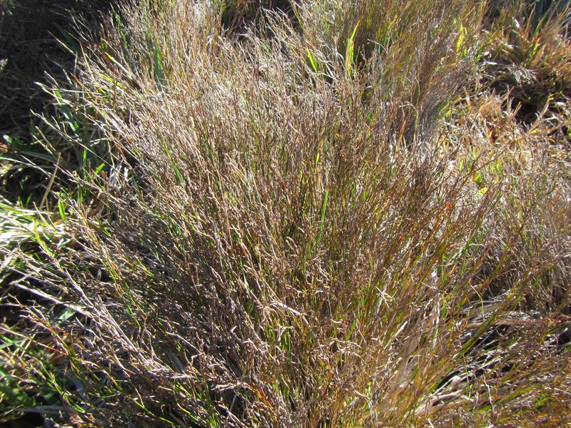 Restio femineus, photographed by douglaseustonbrown