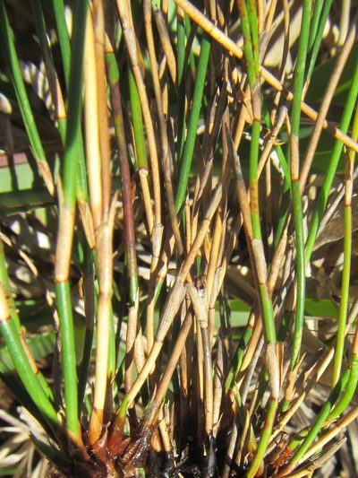Restio femineus, photographed by douglaseustonbrown