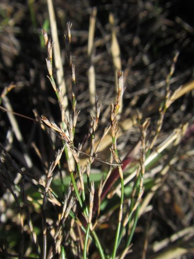 Restio femineus, photographed by douglaseustonbrown