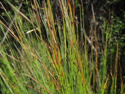 Schoenus gracillimus, photographed by douglaseustonbrown