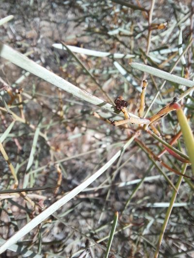 Acacia williamsonii, photographed by spacegecko