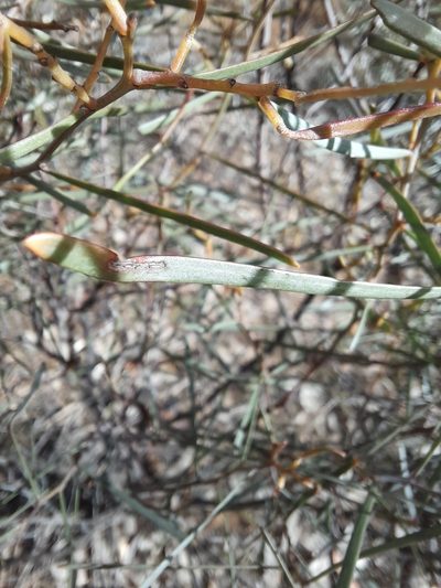Acacia williamsonii, photographed by spacegecko
