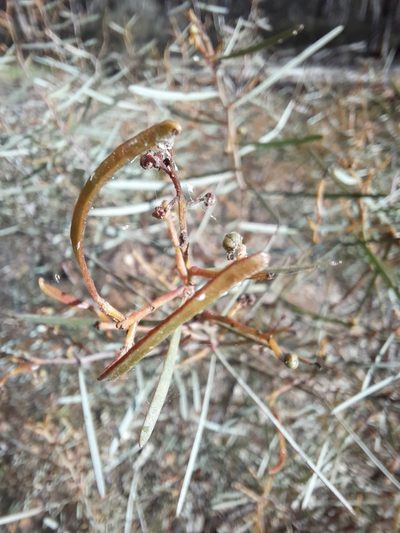 Acacia williamsonii, photographed by spacegecko