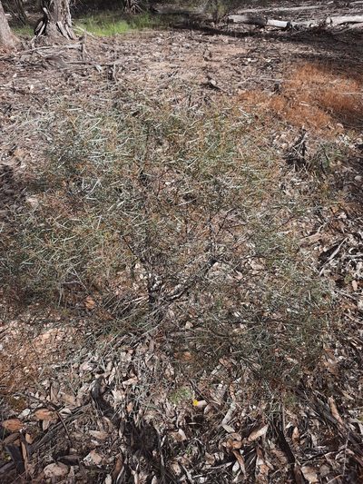 Acacia williamsonii, photographed by spacegecko