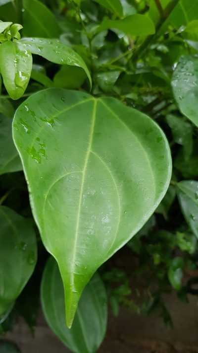 Scepocarpus trinervis, photographed by Margaret Burger