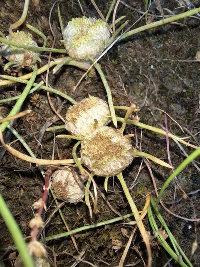Myriocephalus rhizocephalus, photographed by spacegecko