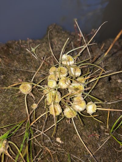 Myriocephalus rhizocephalus, photographed by spacegecko