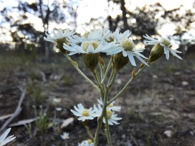 Rhodanthe corymbiflora, photographed by spacegecko
