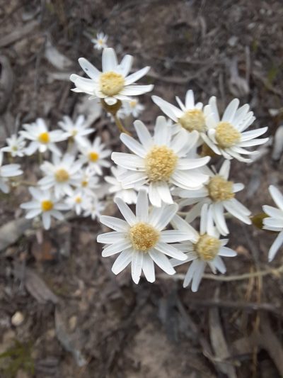 Rhodanthe corymbiflora, photographed by spacegecko