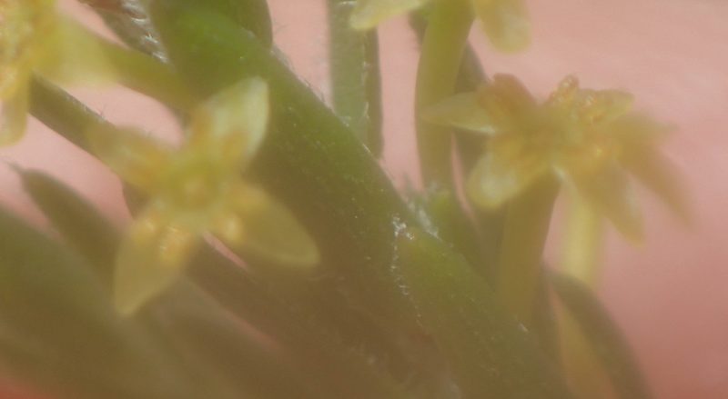 Struthiola parviflora, photographed by Nicola van Berkel