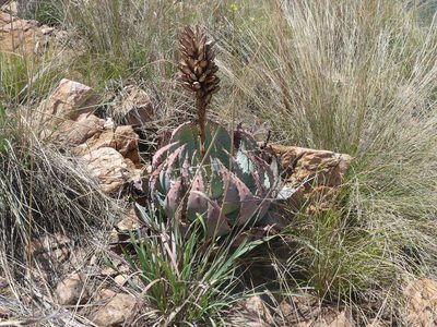 Aloe peglerae, photographed by Innes Buchner