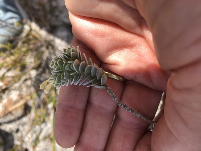 Gnidia imbricata, photographed by Caroline Voget