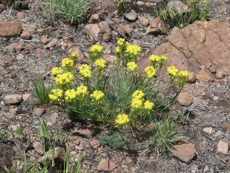 Bulbine capitata, photographed by Innes Buchner