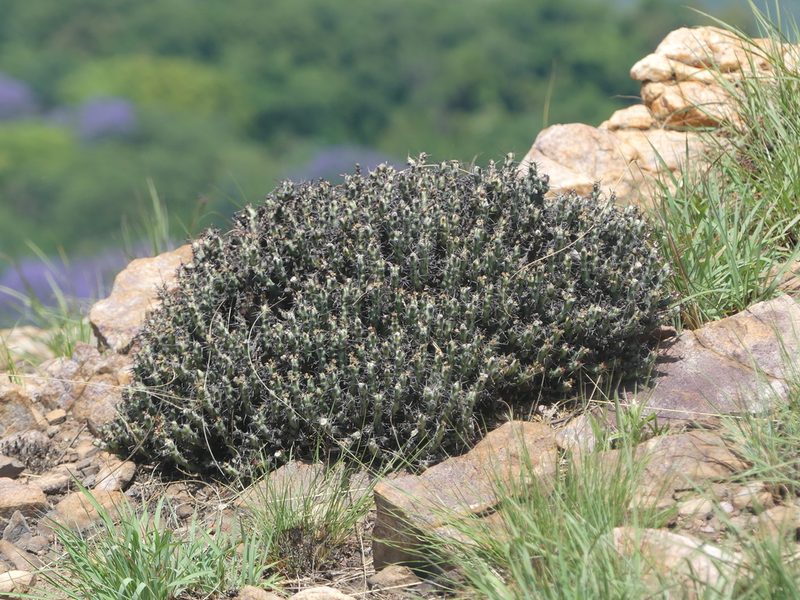 Euphorbia schinzii, photographed by Innes Buchner