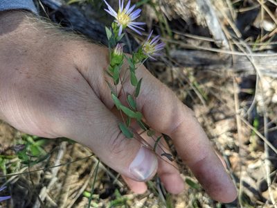 Symphyotrichum pratense, photographed by Cleveland Powell