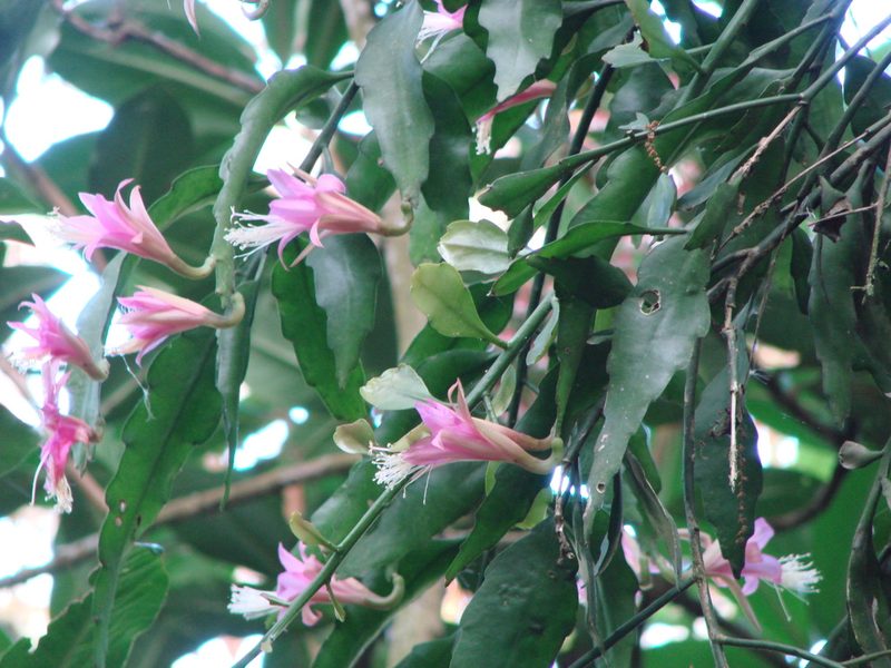 Disocactus nelsonii, photographed by Neptalí Ramírez Marcial