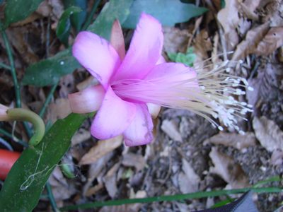 Disocactus nelsonii, photographed by Neptalí Ramírez Marcial