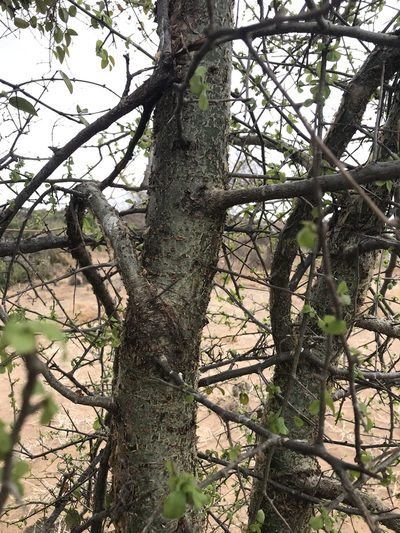 Commiphora glandulosa, photographed by rosshawkins