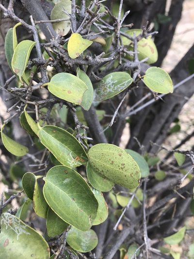 Strychnos decussata, photographed by rosshawkins